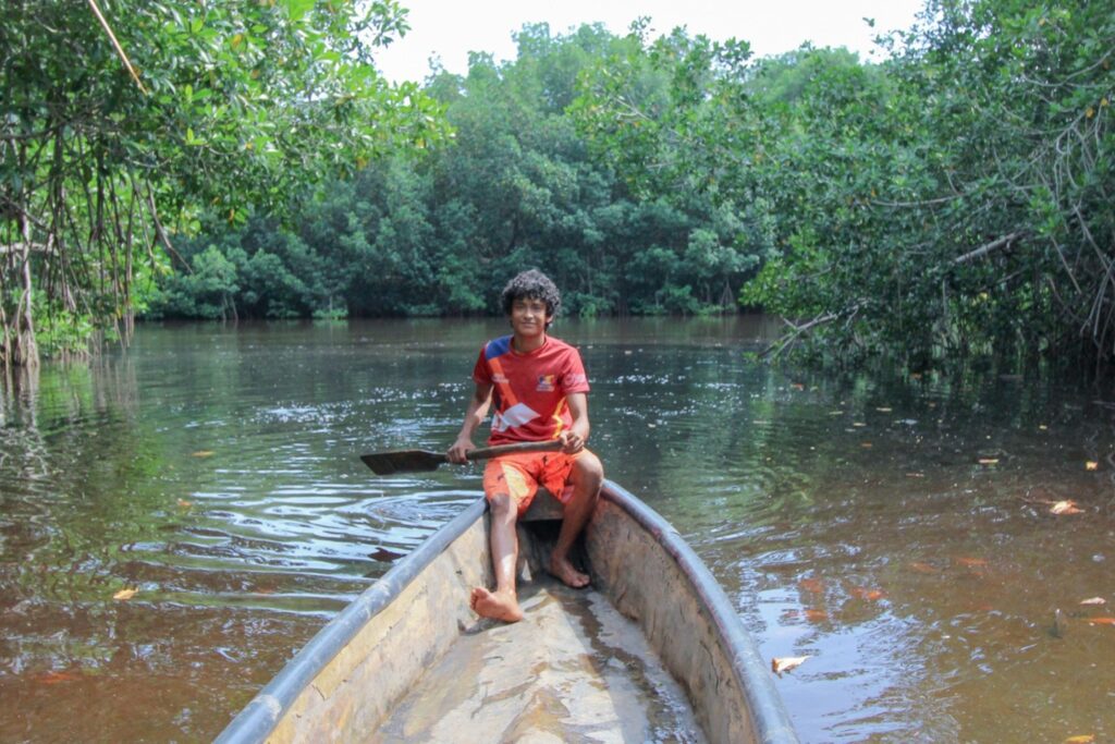 mangrove, mangrove forest in guatemala