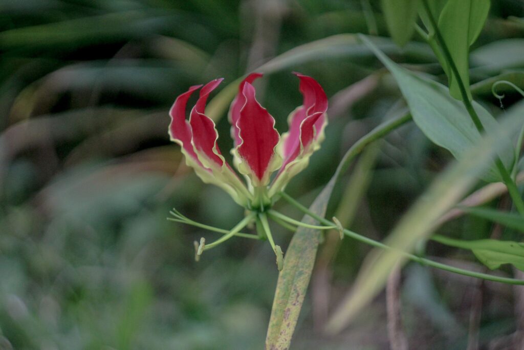 Aries Full Moon, Fire Flower